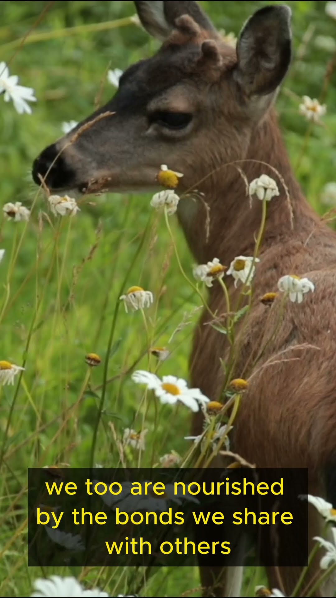 Life Lessons from Deer Part 4 #shorts #exploration #balance #courage #wisdom #mindfulness #growth